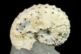 Discoscaphites Gulosus Ammonite - South Dakota #130749-2